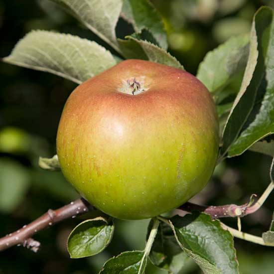 Apple Tree 'Bramley 20' - Click Image to Close