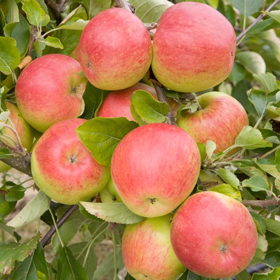 Apple Tree 'Chivers Delight' - Click Image to Close