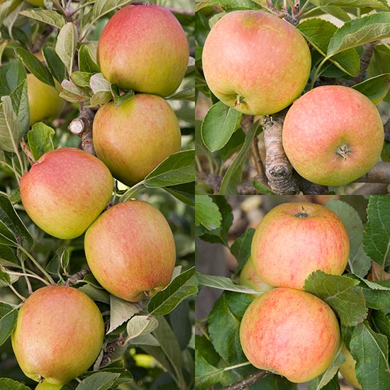 Cordon Apple Collection (3 Trees)