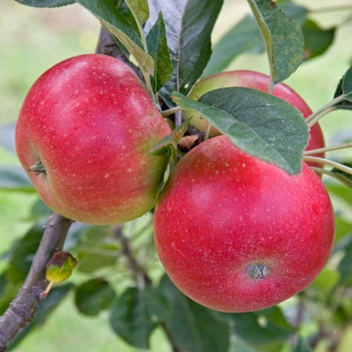 Sibley's Patio Apple 'Discovery' - Click Image to Close