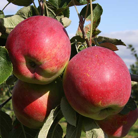 Apple Tree 'Eden' - Click Image to Close