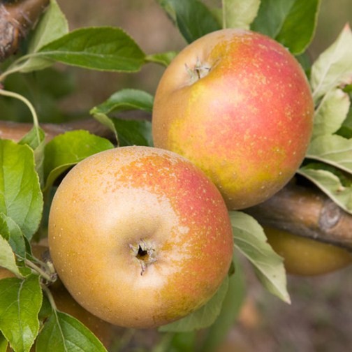 Cordon Apple 'Egremont Russet' - Click Image to Close