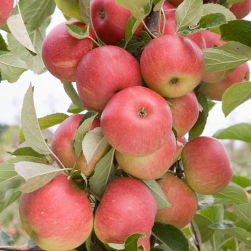 Apple Tree 'Elstar' - Click Image to Close