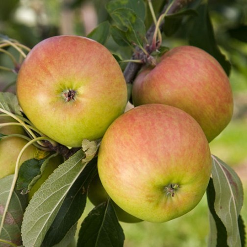 Cordon Apple 'Falstaff' - Click Image to Close