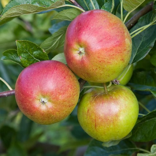 Apple Tree 'Fiesta' - Click Image to Close