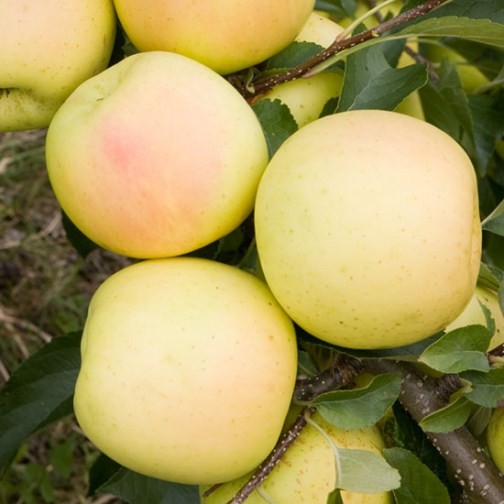 Cordon Apple 'Greensleeves' - Click Image to Close