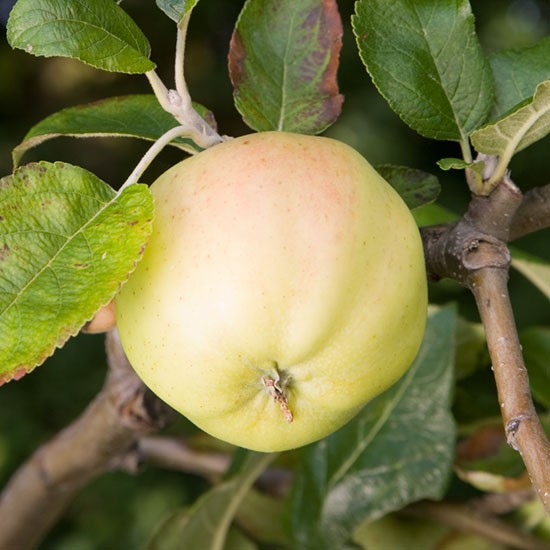 Cordon Apple 'Grenadier' - Click Image to Close