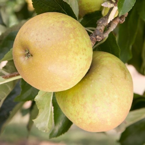 Cordon Apple 'Herefordshire Russet' - Click Image to Close