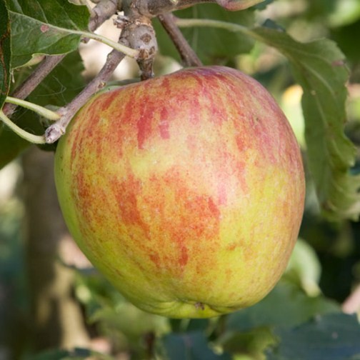 Apple Tree 'Isaac Newton's Tree' (Pot Grown) - Click Image to Close