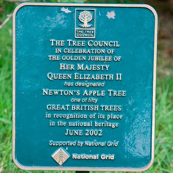 Cordon Apple 'Isaac Newton's Tree' - Click Image to Close