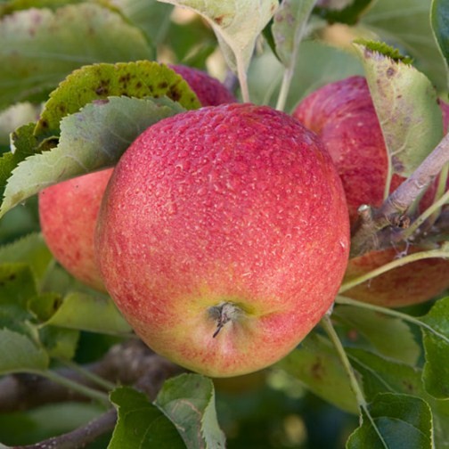 Cordon Apple 'Jonagold' - Click Image to Close