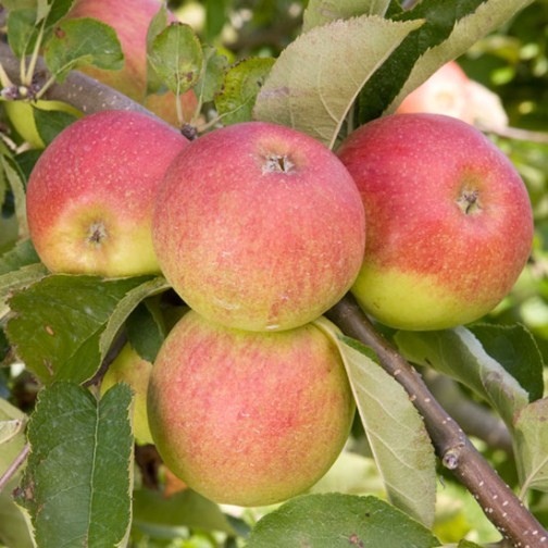 Cordon Apple 'Jonagold' - Click Image to Close