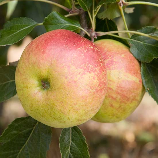 Cordon Apple 'Laxton's Fortune' - Click Image to Close