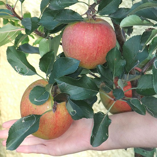 Apple Tree 'Megabite' - Click Image to Close
