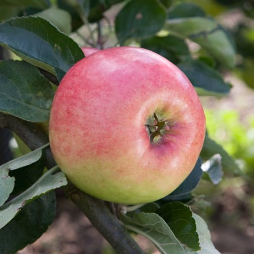 Cordon Apple 'Monarch' - Click Image to Close