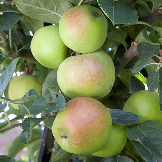 Cordon Apple 'Orleans Reinette' - Click Image to Close