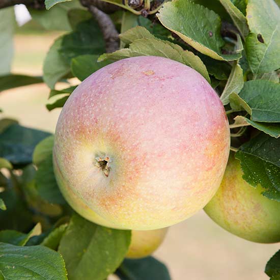 Apple Tree 'Peasgood's Nonsuch' - Click Image to Close
