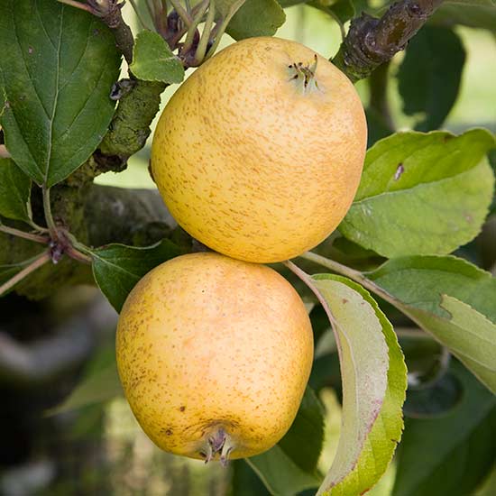 Apple Tree 'Pitmaston Pineapple' - Click Image to Close