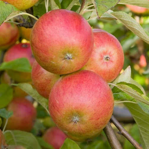 Apple Tree 'Pixie' (Pot Grown) - Click Image to Close