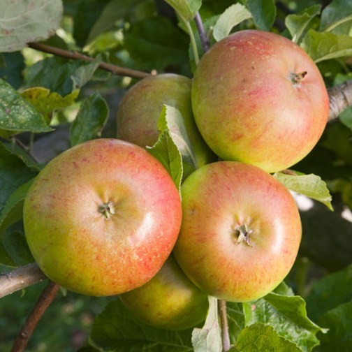 Apple Tree 'Pixie' (Pot Grown) - Click Image to Close
