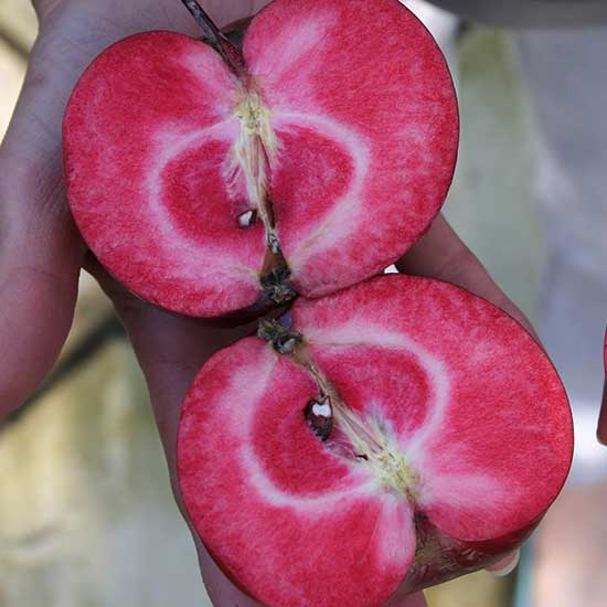 Apple Tree 'Purple Haze' - Click Image to Close