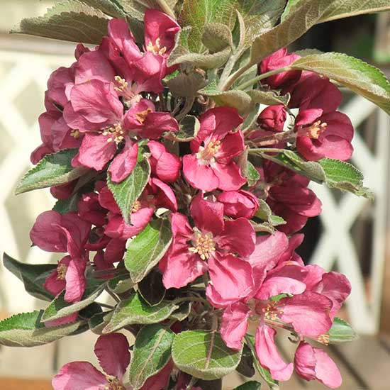 Apple Tree 'Purple Haze' - Click Image to Close