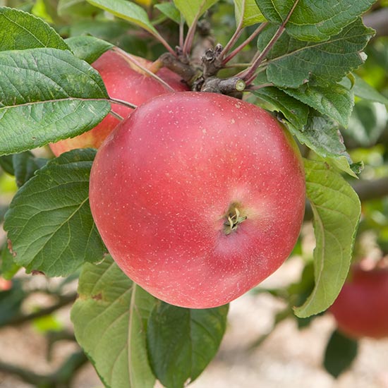 Cordon Apple 'Red Devil'