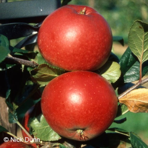 Cordon Apple 'Red Devil' - Click Image to Close