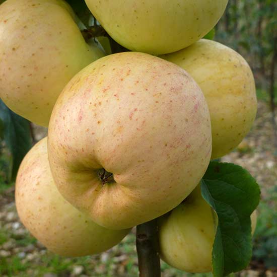 Apple Tree 'Reverend W. Wilks' - Click Image to Close