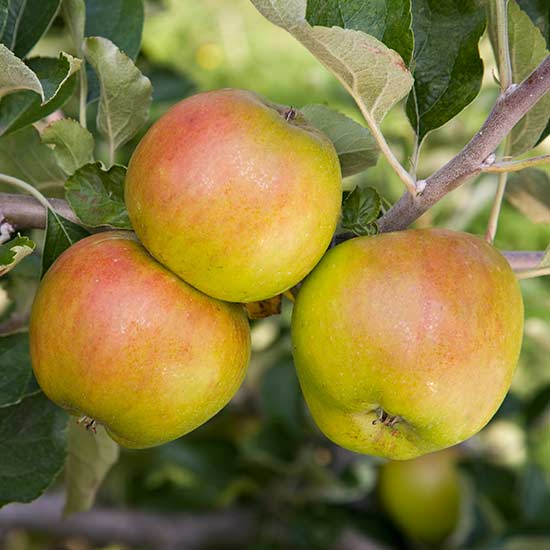 Cordon Apple 'Ribston Pippin' - Click Image to Close