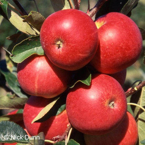 Cordon Apple 'Scrumptious'