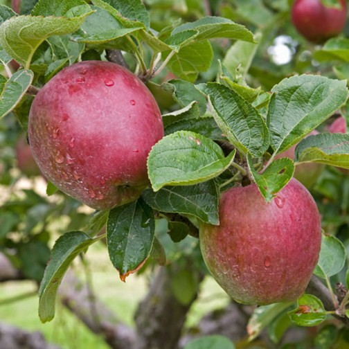 Apple Tree 'Spartan' - Click Image to Close