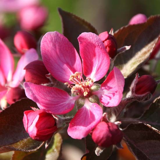 Apple Tree 'Tickled Pink' - Click Image to Close