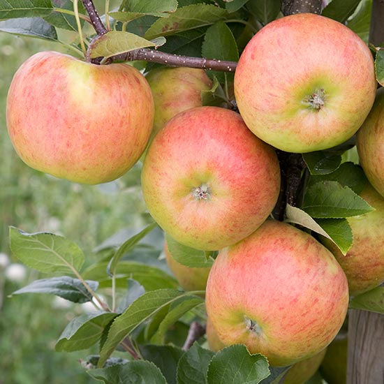 Apple Tree 'Topaz'
