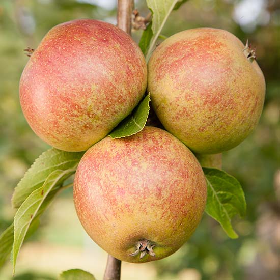 Apple Tree 'Tydeman's Late Orange' - Click Image to Close
