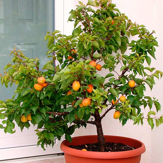 Dwarf Apricot Tree 'Aprigold' : Pomona Fruits, Buy Fruit 