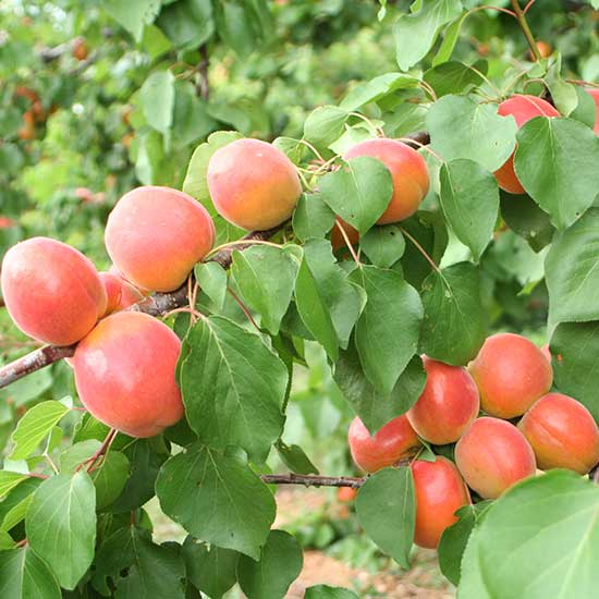 Apricot Tree 'Bergeron' - Click Image to Close