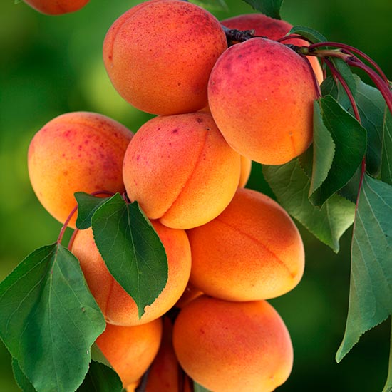 (image for) Apricot Tree 'Moorpark' for training