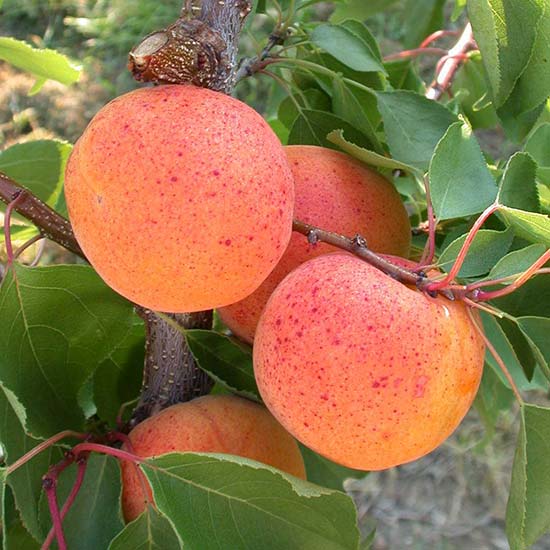 apricot varieties uk