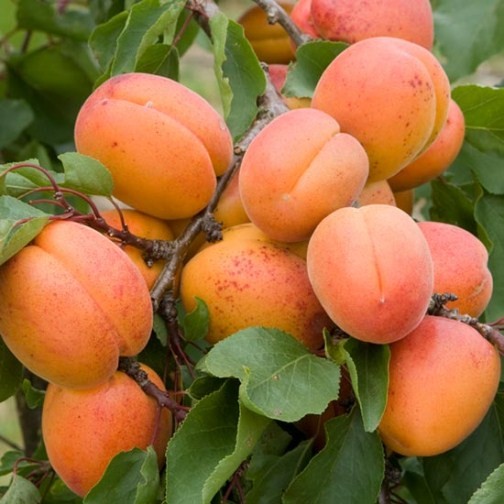 Apricot Tree 'Tomcot' - Click Image to Close