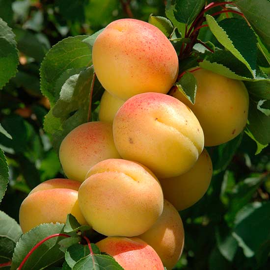 What Is An Aprium Fruit