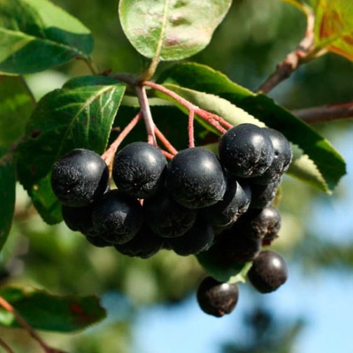 Aronia Berry (3 litre pot) - Click Image to Close