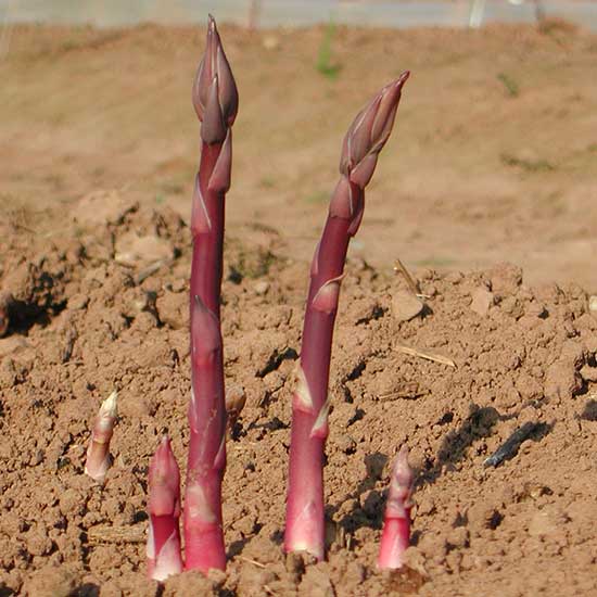Asparagus 'Burgundine' (12 crowns) - Click Image to Close
