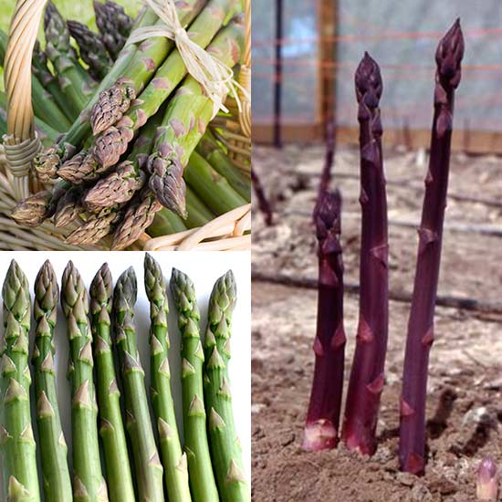 Asparagus Collection (18 crowns) 3 different varieties