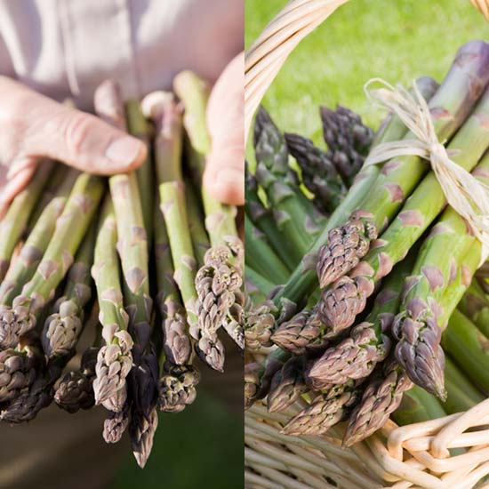 Asparagus Collection (24 crowns) - Click Image to Close