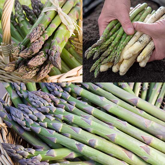 Asparagus Collection (18 crowns)