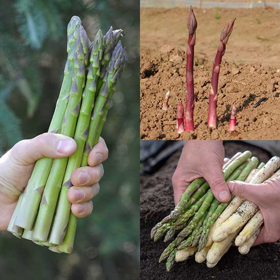 Asparagus Collection (18 crowns) - Click Image to Close