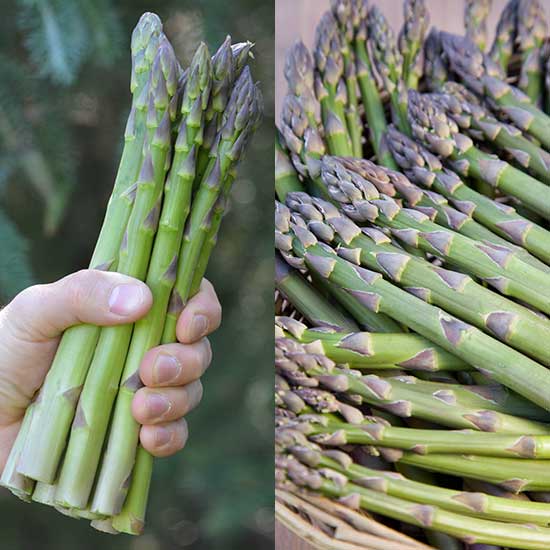 Asparagus Collection (24 crowns)