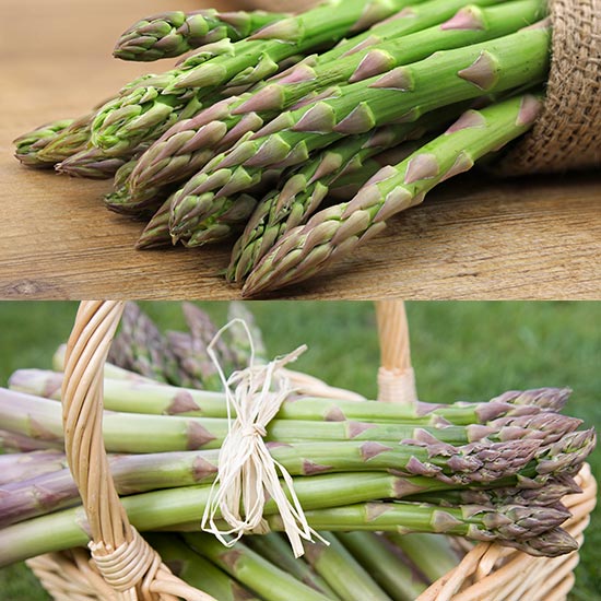 Long Season Asparagus Collection (24 crowns)