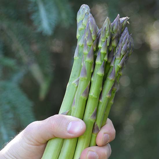 Asparagus 'Guelph Eclipse' (12 crowns) - Click Image to Close